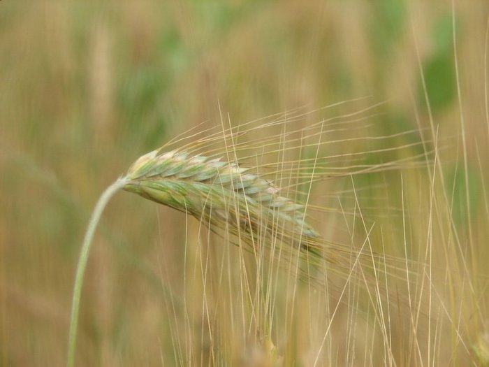 Valeriu Tabără: „Peste 70% din producţia românească de grâu de anul acesta are o calitate excepţională”