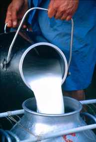 Industria laptelui în IMPAS. Producţia de lapte de consum a scăzut cu 5,3% în 2013