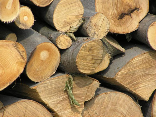 Borbely: Cei care fură lemne vor fi pasibili de închisoare, indiferent de cantitatea sustrasă