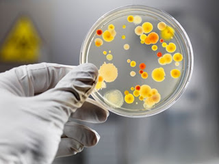 A fost creată o bacterie modificată genetic ce poate distruge celulele canceroase