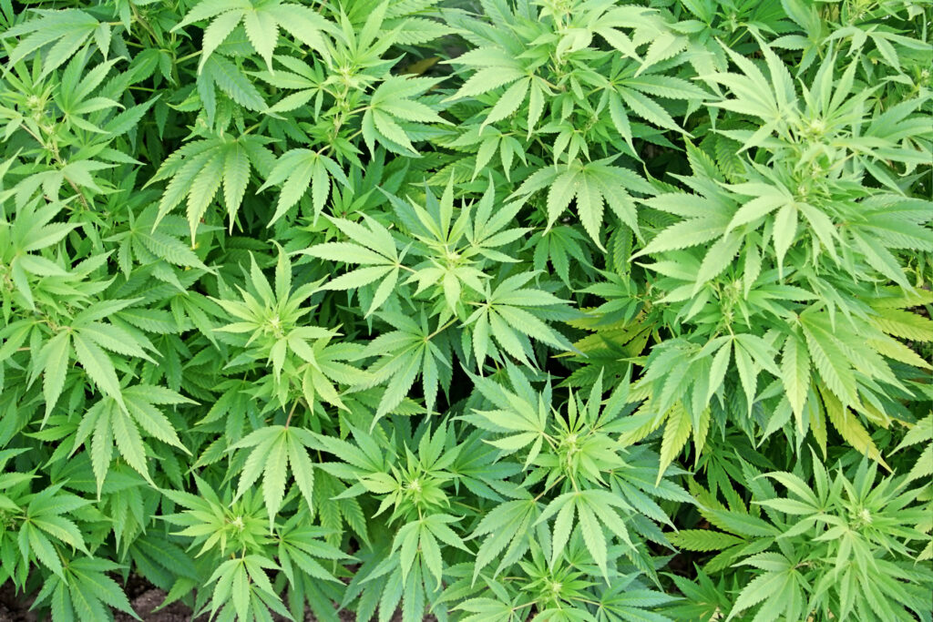 Marijuana, tot mai aproape de legalizare în SUA