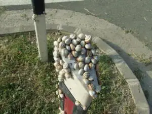 Cum a plătit Generali mii de euro din cauza unor melci care goneau pe autobahn