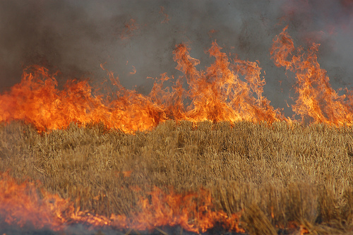 APIA: Fermierii care ard miriştile şi resturile vegetale pe terenul arabil vor fi sancţionaţi