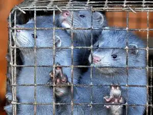 Cum își mută olandezii fermele de nurci în România după ce la ei s-a interzis jupuirea acestor animale