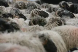 România a încasat 35 de mil. euro din exporturile de animale şi păsări vii, în T1