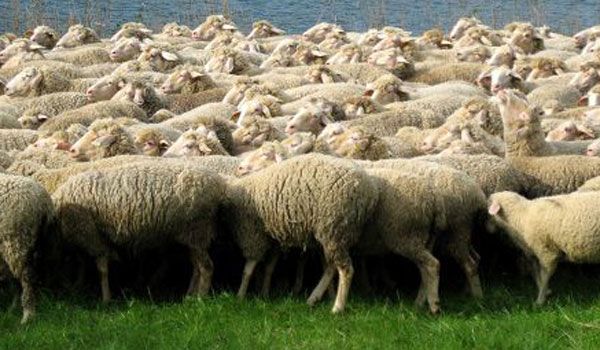Crescătorii de oi vor contracte de muncă pentru ciobani