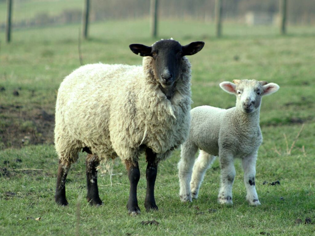 Ajutoare speciale pentru crescătorii de oi şi capre din zonele defavorizate