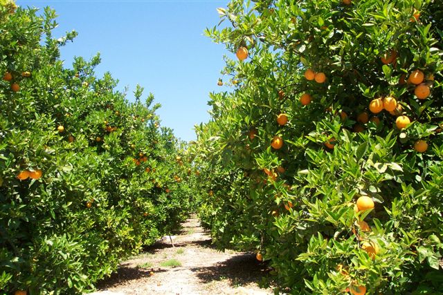 Coca-Cola se apucă de agricultură