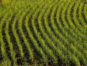 Producţia agricolă trebuie să crească cu 60% până în 2050 pentru a hrăni întreaga planetă