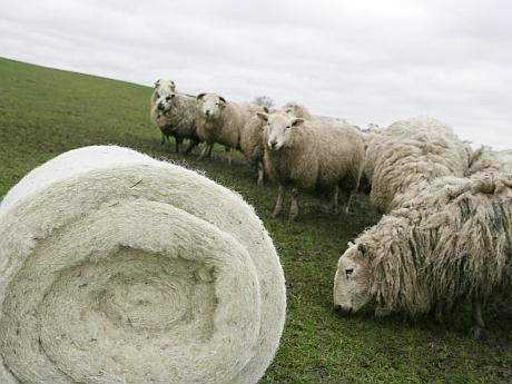Izolaţie termică inovatoare dintr-un material de când lumea: lâna de oaie