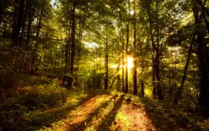 Lipsa unei strategii în domeniul forestier blochează investiţii de amploare