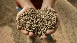 Paiele pot aduce profit suplimentar de 200 de euro pe hectar