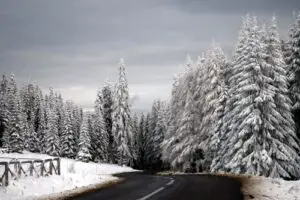 Primele perdele forestiere de protecţie, abia peste trei ani