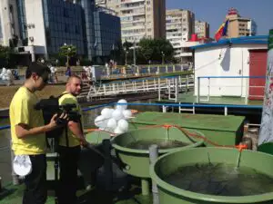 Apa Nova repopulează Delta Dunării cu sturioni