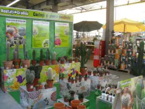 Românii sunt atraşi tot mai mult de plantele exotice