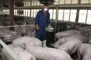 România va exporta din nou carne de porc în China
