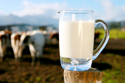 Doar 20% din laptele produs în România ajunge în fabrici pentru procesare