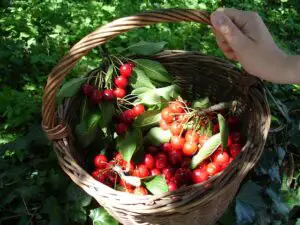Sezonul cireşelor mai angajează 600 de români în Spania