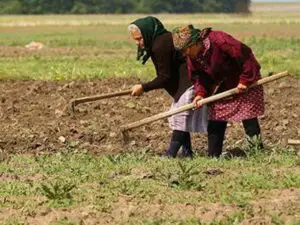 Guvernul promite agricultorilor 170 euro/ha; negocierile continuă pentru subvenţia la bovine