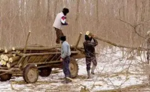 61% dintre tinerii români nu au lucrat niciodată. Mediul rural, sursa şomerilor
