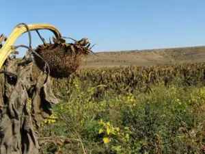 Guvernul acordă 100 de lei/ha micilor agricultori afectați de secetă