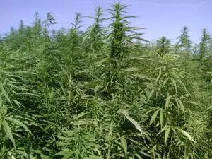Marijuana, drogul preferat al liceenilor români