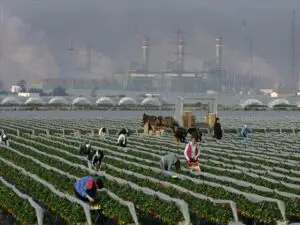 Restricţiile la muncă afectează aproape jumătate din românii cu vechime în Spania