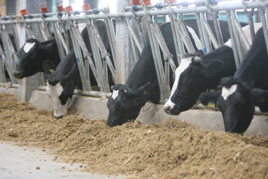Numărul total de bovine sacrificate, mai mare cu 12%, în iulie