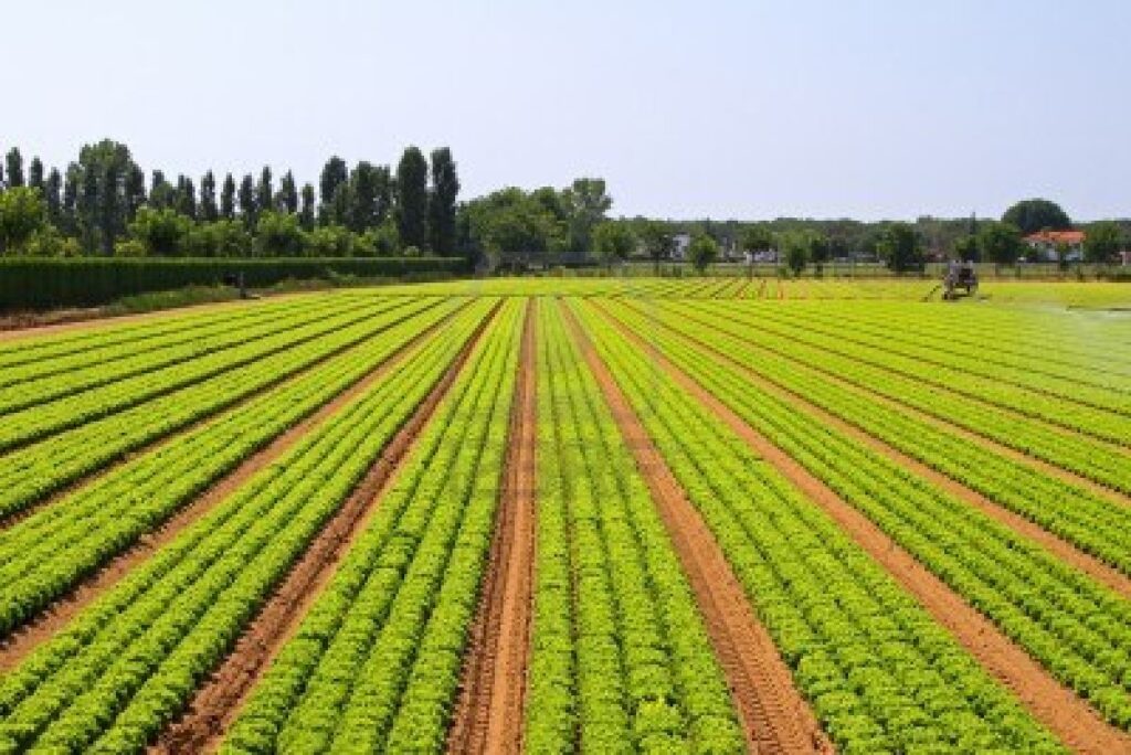 Marile companii iau cu asalt pământurile agricole ale Europei