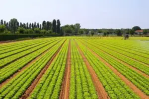 Marile companii iau cu asalt pământurile agricole ale Europei